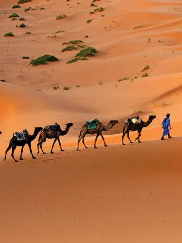 Camel-caravan-desert-sand-dunes-Sahara-North